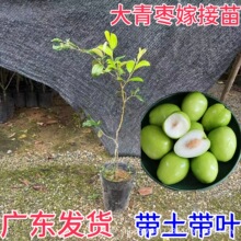 广东大青枣苗台湾大青枣苗树苗牛奶枣蜜丝枣嫁接苗甜脆枣子苗带土