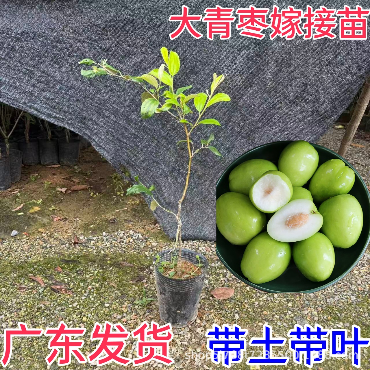 广东大青枣苗台湾大青枣苗树苗牛奶枣蜜丝枣嫁接苗甜脆枣子苗带土