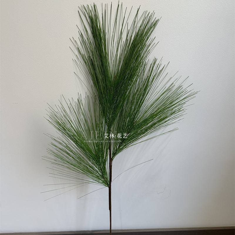 Pinus massoniana