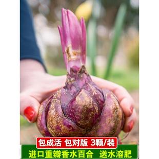 Double-Flowered Perfume Lily Bulbs with Toothed Seeds, Multi-Headed, Four-Season Flowering, Dwarf, Fragrant, Indoor and Outdoor Flower Pots