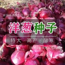 新品种洋葱种子种籽圆葱耐寒紫皮葱种孑秋冬季农家蔬菜种子