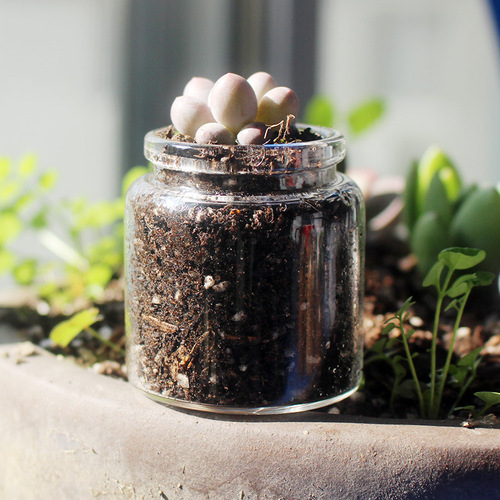 Mini test tube, small vase, succulent glass bottle, micro landscape ecological bottle, moss decorative hydroponic vessel, thumb bottle