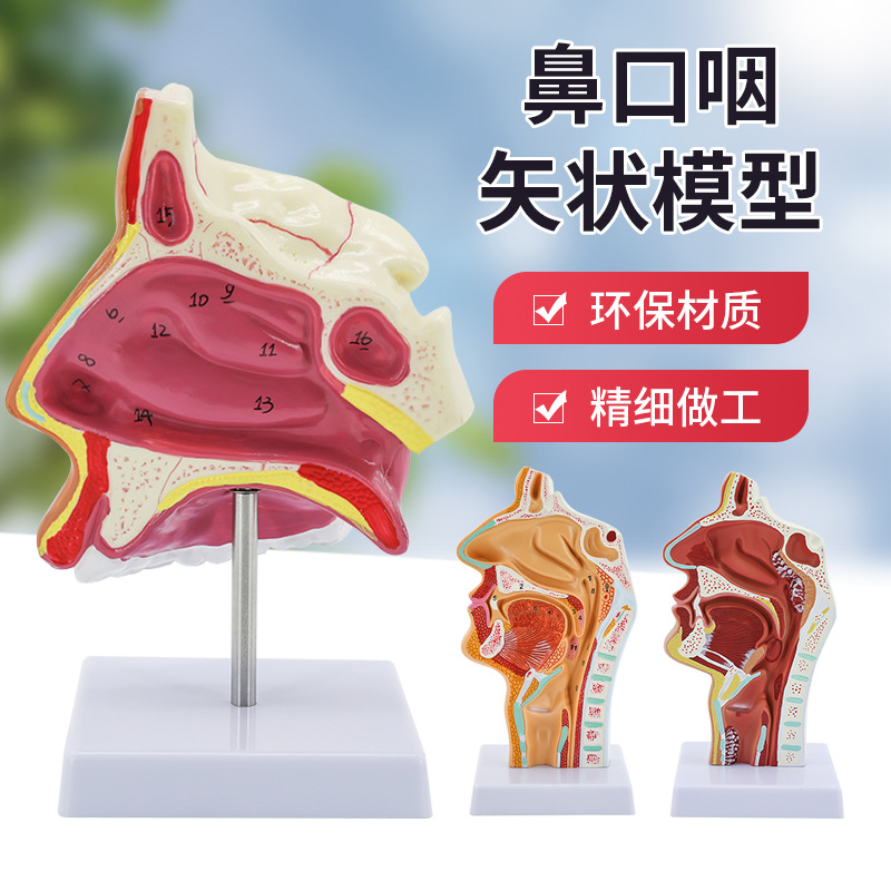 ��ǻ����ģ�� ���Ǻ���ҽ�� ���ʺ�ģ�� �ڱ���ʸ״ �ڱǽṹģ��