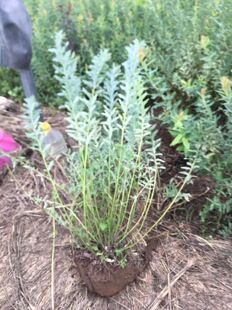 批发杞柳基地彩叶杞柳 花境植物庭院常绿四季树苗好活耐寒盆栽苗-阿里巴巴