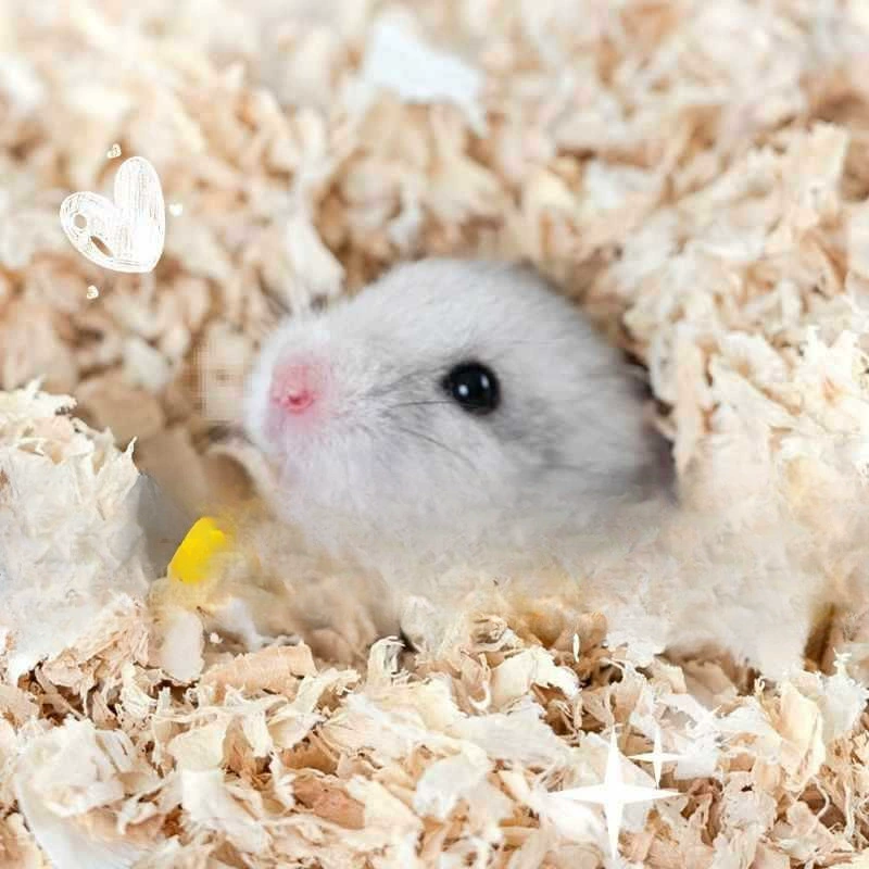 Hamster sawdust golden bear bedding poplar wood shavings bath sand urine sand absorbent deodorizing hamster supplies complete set