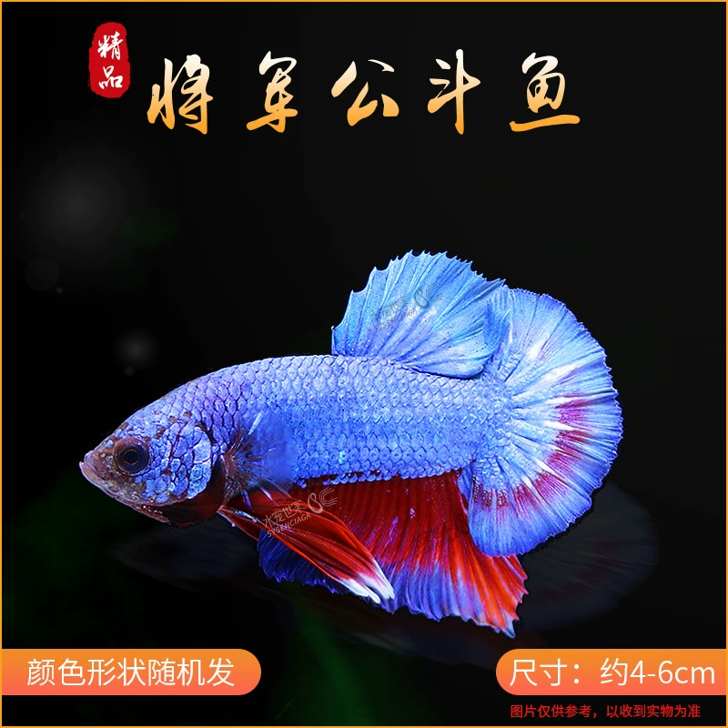 Таидоуй живые tropical ornamental fish Lion King Wedding fish Half Moon Male Fish Horsetail Night Market Stand Интернет-знаменитость оптом
