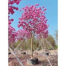 ȫ�ڽ���໨�ϻ��L�ľ��ֲ��18-20���ּ޽��^�ľG���ϻ��L�ľ