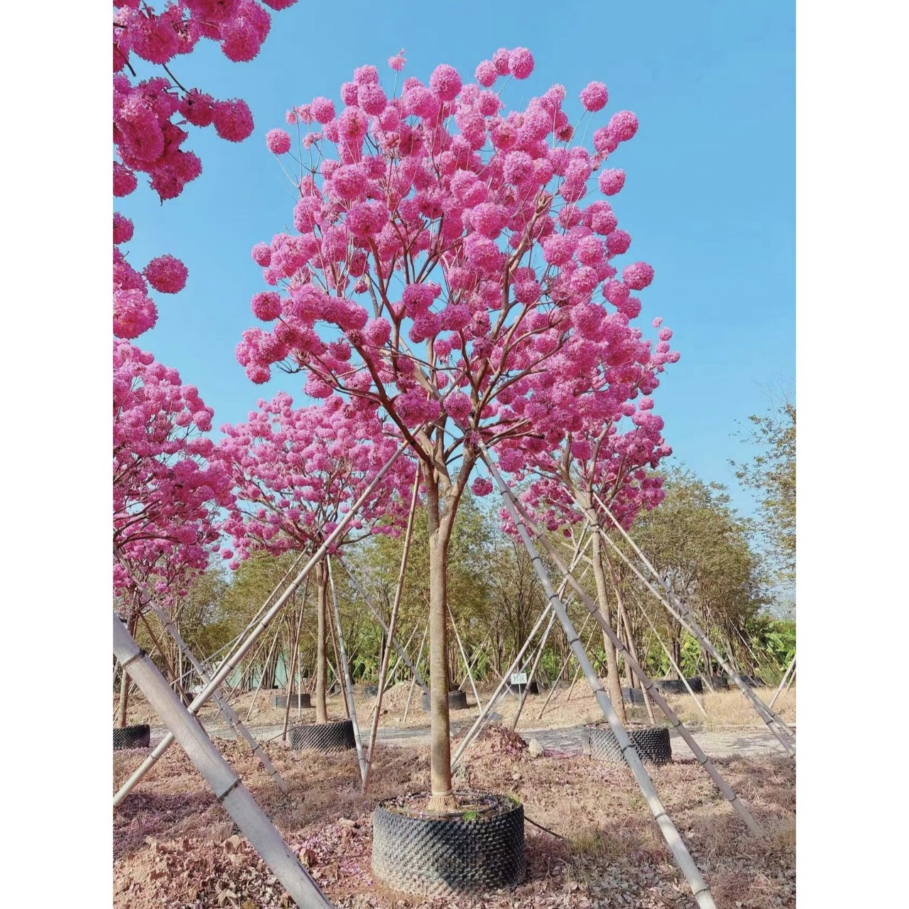 中山基地 园林公园别墅观赏树绣球紫花风铃木 现货供应紫色花树