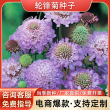 轮锋菊种子四季易种室外庭院阳台易活花种景观工程花海种子