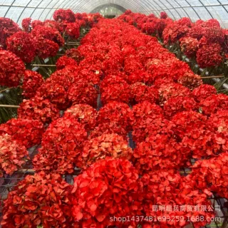 【大叶吸色绣球】年宵花大叶整朵红色绣球花单支过年插花装饰