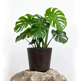 果盘、果篮;花盆容器;盘