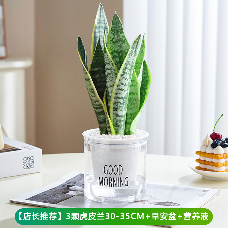 [점장 추천] 호랑이 난초 30~35cm 3개 + 굿모닝 대야 + 영양액