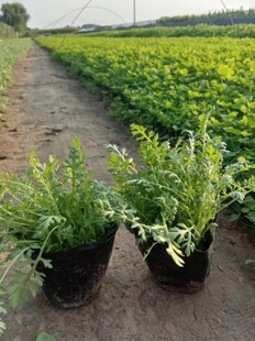 Multi-Bud Grass-Loving Potted Plants Qingzhou Flower Potted Indoor Flower and Green Plant Potted Flowers and Green Plant Potted Plants
