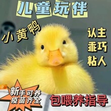 �¶�Ѽ��С��Ѽ�����������Ѽ���̿´�Ѽ��¶�Ѽ��ֳ�����Ѽ��