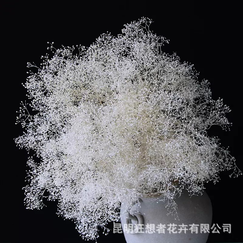 狂想者永生漂白霞草/百万星/迷你满天星森系家居装饰摄影