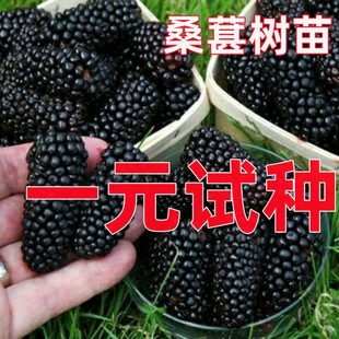 ɣ�ؘ���������޽�ͥԺ�����ϱ����Nֲ���~ɣ����箔��Y��