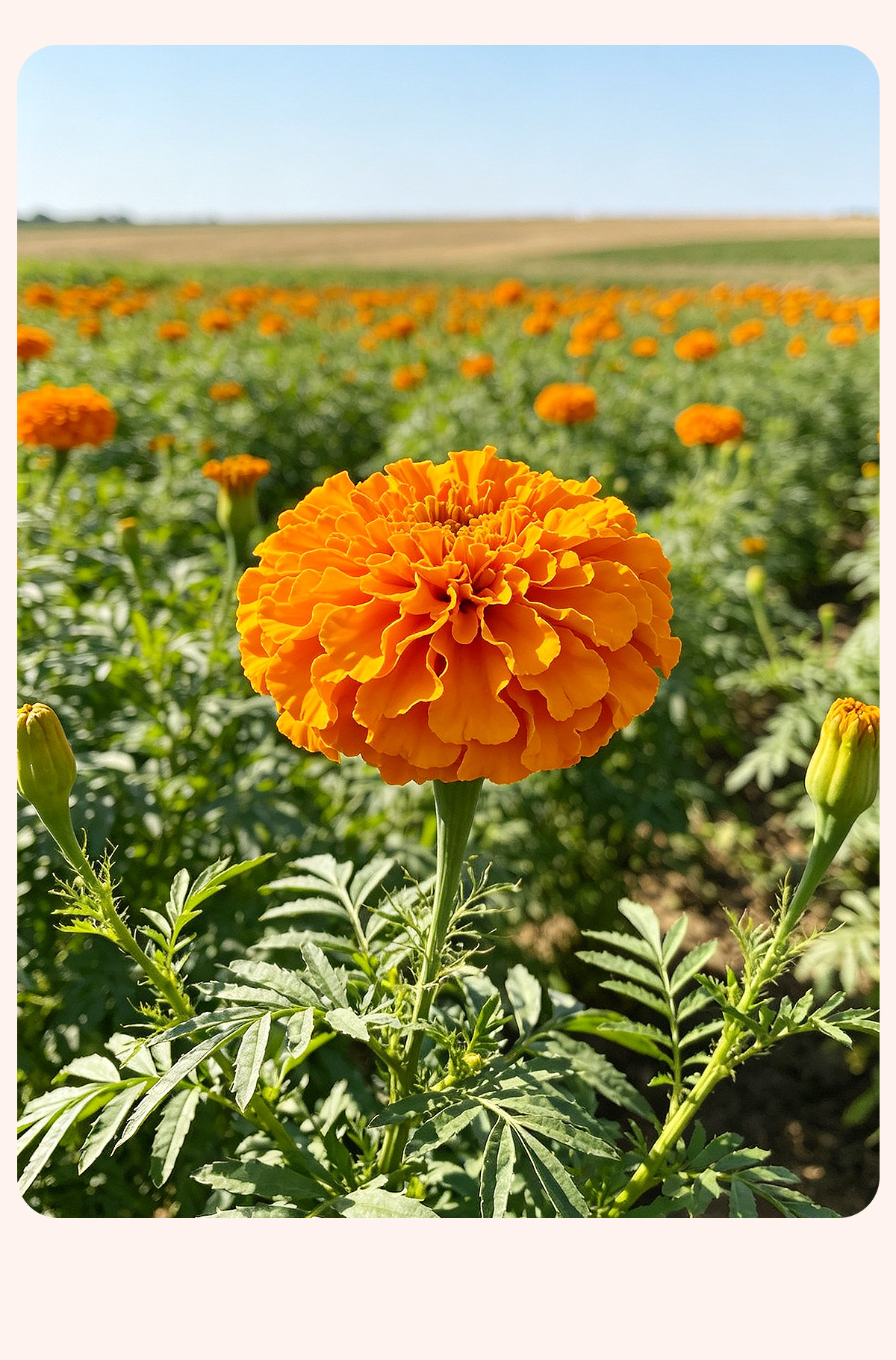 Yunnan Marigold Flowers (Tagetes erecta) — Dried Herbal Flower Tea, 500g Bulk Pack quality and texture