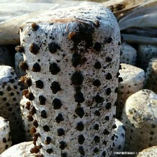 ��ľ�����lʳ�þ�Ģ��Ģ��һ�����ԷN�����羳���N���԰��˾�����