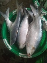 �������~900-1000��/�l�����~10����һ��