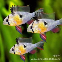 �����S���P�˟Ꭷ�^�p�~������ˮ�~С���~�����ݸ׶����~�O�����l