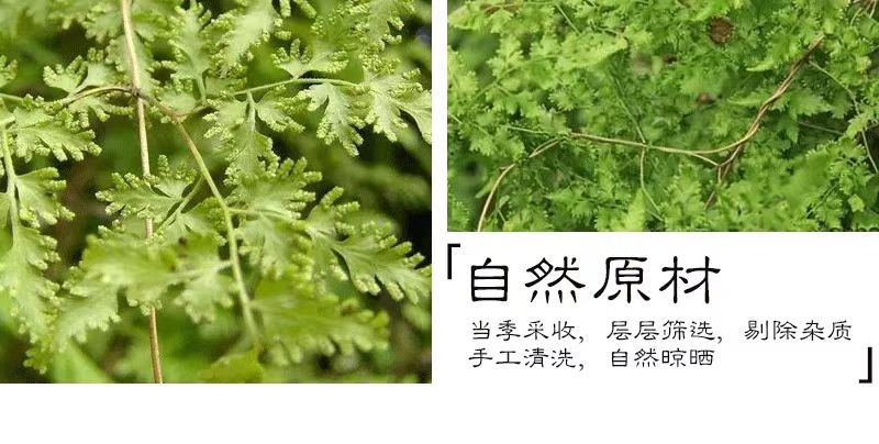 Hai Jin Sha (Lygodium japonicum Spore) — Wild-Harvested Jiangxi Cleared Herb, 500g overview