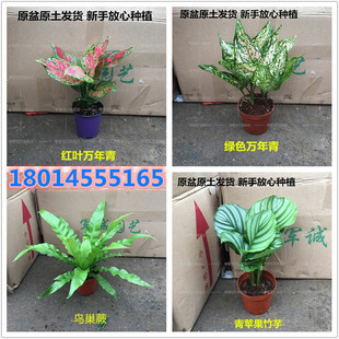 Wholesale Indoor Living Room Potted Florals Ruyi Silver Queen Arrowroot Plant Evergreen Seedlings Planted in the North and South