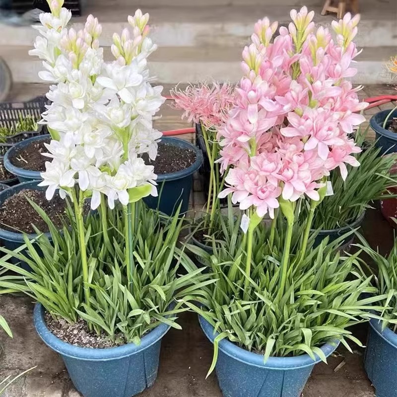 多头重瓣晚香玉种球开花香夜来香庭院室内外阳台盆栽球根花卉植物