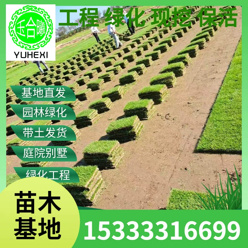 Живой газон с почвой, без обрезки, миниатюрный бермудский газон для виллы, сада, двора, зеленение, настоящий газон из Манилы.