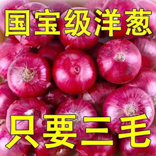 云南紫皮水果大洋葱9斤新鲜小洋葱甜味生吃蔬菜不辣红皮大圆葱头