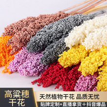 高粱穗天然干花漂色永生花云南厂家批发室内客厅装饰摆件造景现货