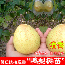 现挖基地供应鸭梨早酥红梨苗 新梨七号红香酥梨 秋月玉露香梨苗梨