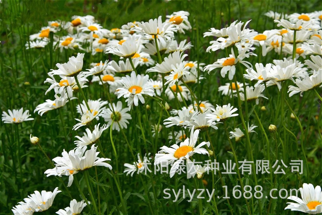 大宾菊花1.jpg