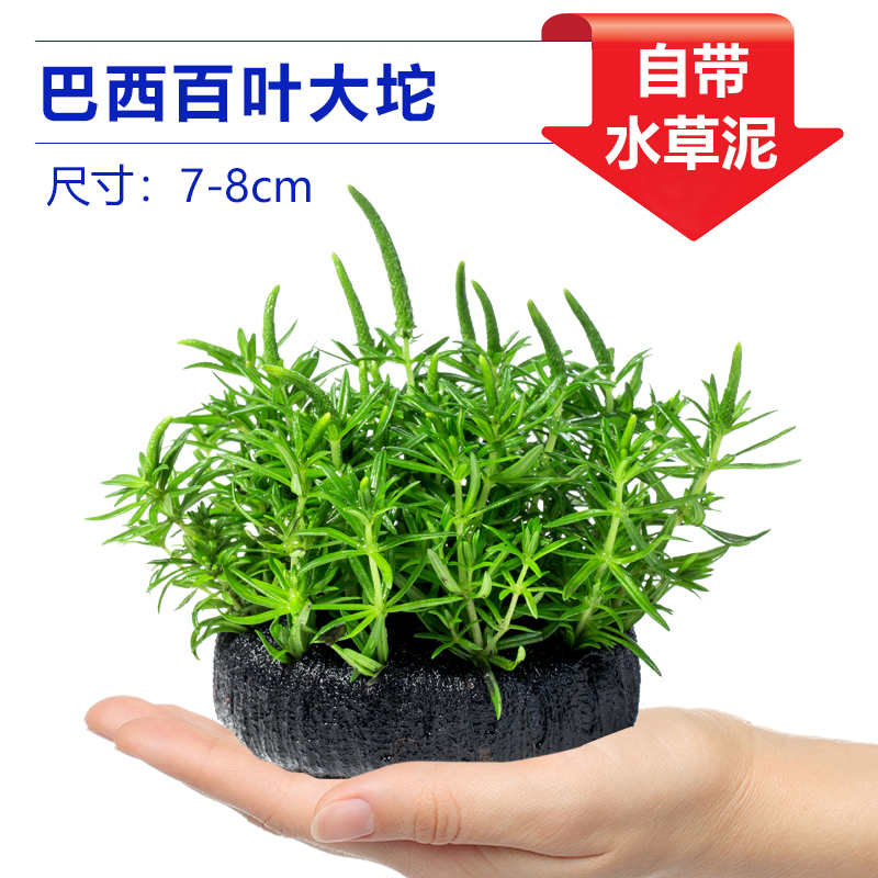 브라질베네시안그라스【얼리 어답터 가격❤특별한 제안]