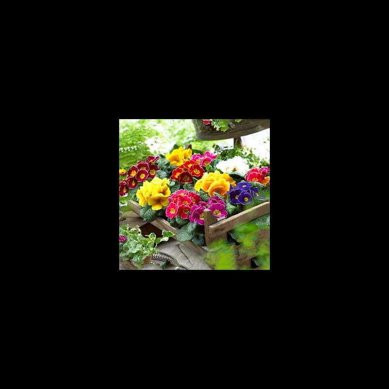 Семена европейской примулы, семена европейской примулы, немецкой примулы, весенне-летнее посевное семя цветов