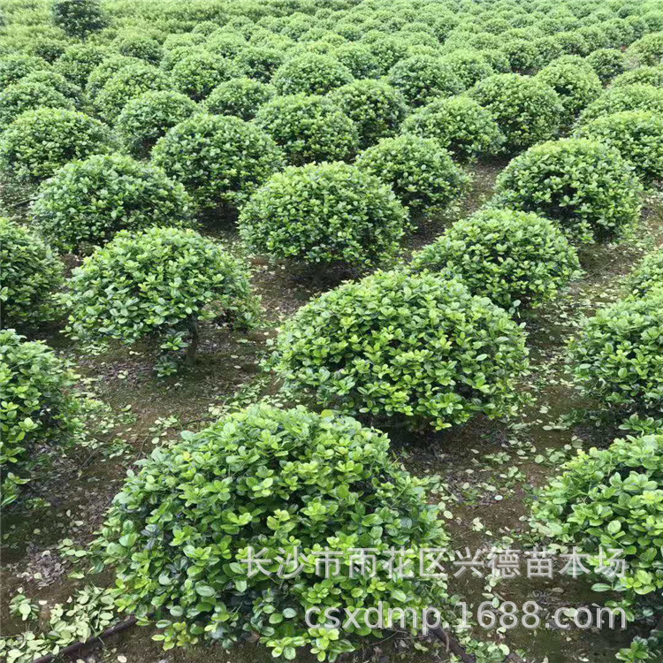 微信图片_201912031703482