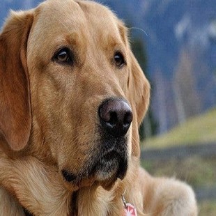 Dog Source Manufacturer 5D Diamond Painting Full Diamond Masonry Embroidery DIY Export Amazon Dropshipping