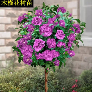 һ�����lľ�Ȼ������ʳ�ð�����ľ�Ȼ��ذ�����̨ͥԺ�����ͺ�