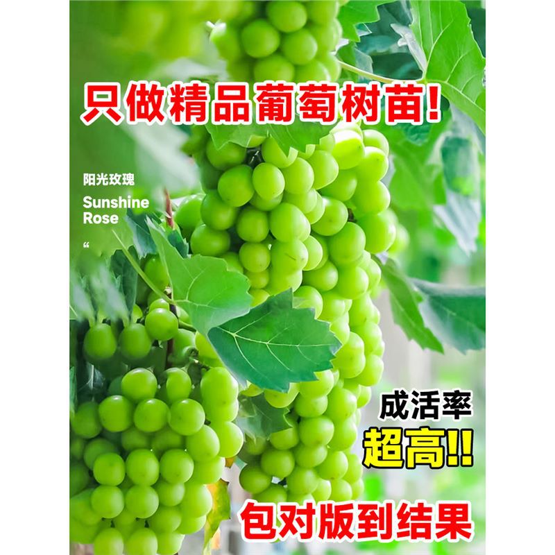 阳光玫瑰葡萄树苖南方种植果树果苗巨峰无籽北方耐寒夏黑树苗盆栽