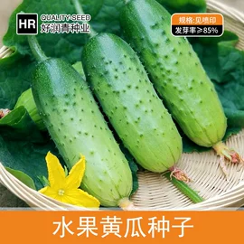 蔬菜种子