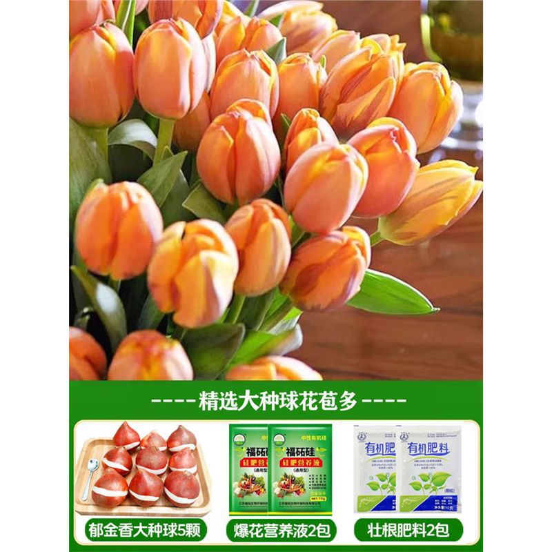 A22 goddess tulip 3 big balls + nutrient solution + fertilizer