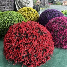 GֲwړbƷGֲGֲҲݲڳm