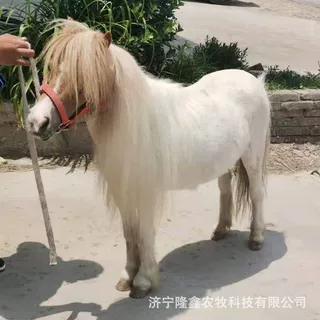 白色的设特兰矮马 设特兰矮马的习性是什么 矮马一般需要怎么养