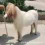 一般白色矮马