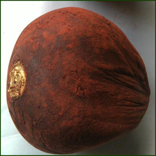 ������ș�����l���� �ʹ�Ѫ�� ��Ѫ�� ֲ��ԭ���� ����ă�