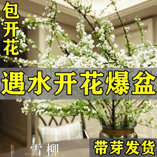 重瓣雪柳鲜枝干支枝盆栽水养水培植物鲜花卉室内遇水开花绿植龙柳-阿里巴巴