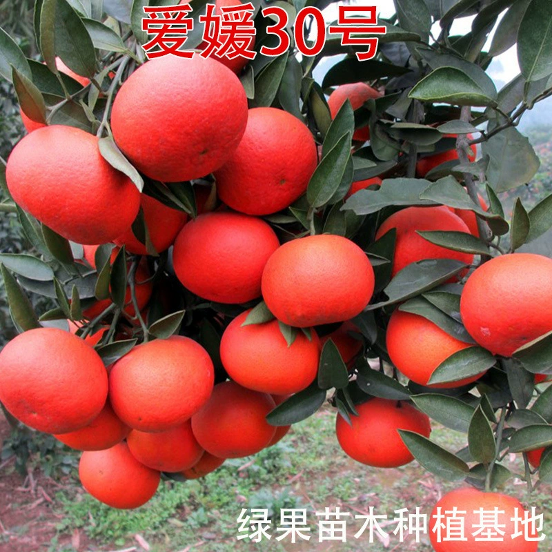 Эхиме № 30 саженцы цитрусовых, красные апельсины с высоким содержанием сахара, саженцы апельсинов Эхиме № 30, саженцы красных апельсинов, саженцы апельсинов