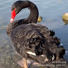 �����Z������ۿɷ��������Z�N�����۳����^�p�����Zһ�����l���U