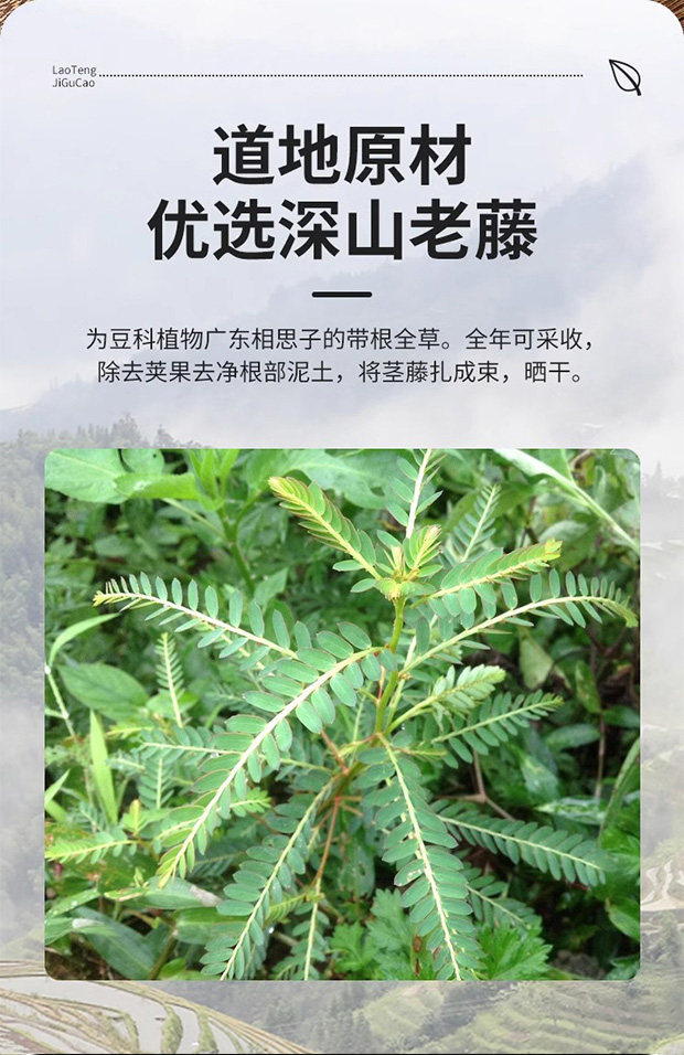 Ji Gu Cao Chicken Bone Herb Whole Bundles 500g Dried Abrus Herb for Soup and Decoction key features