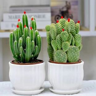 Complete List of Cactus Varieties Desktop Indoor Radiation Protection Bedroom Computer Independent Station Manufacturer Wholesale Factory Aliexpress