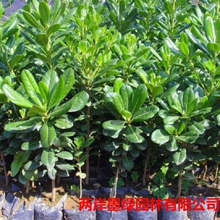 Pittosporum Saplings, Courtyard Greening, Pittosporum Balls, Aromatic Hedge Engineering Seedlings, Cold-Resistant Fences, Evergreen Seedlings in All Seasons